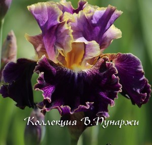 spine tingler 32